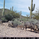 A family of javelinas.